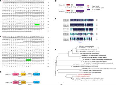A positive feedback loop between two C-type lectins originated from gene duplication and relish promotes the expression of antimicrobial peptides in Procambarus clarkii